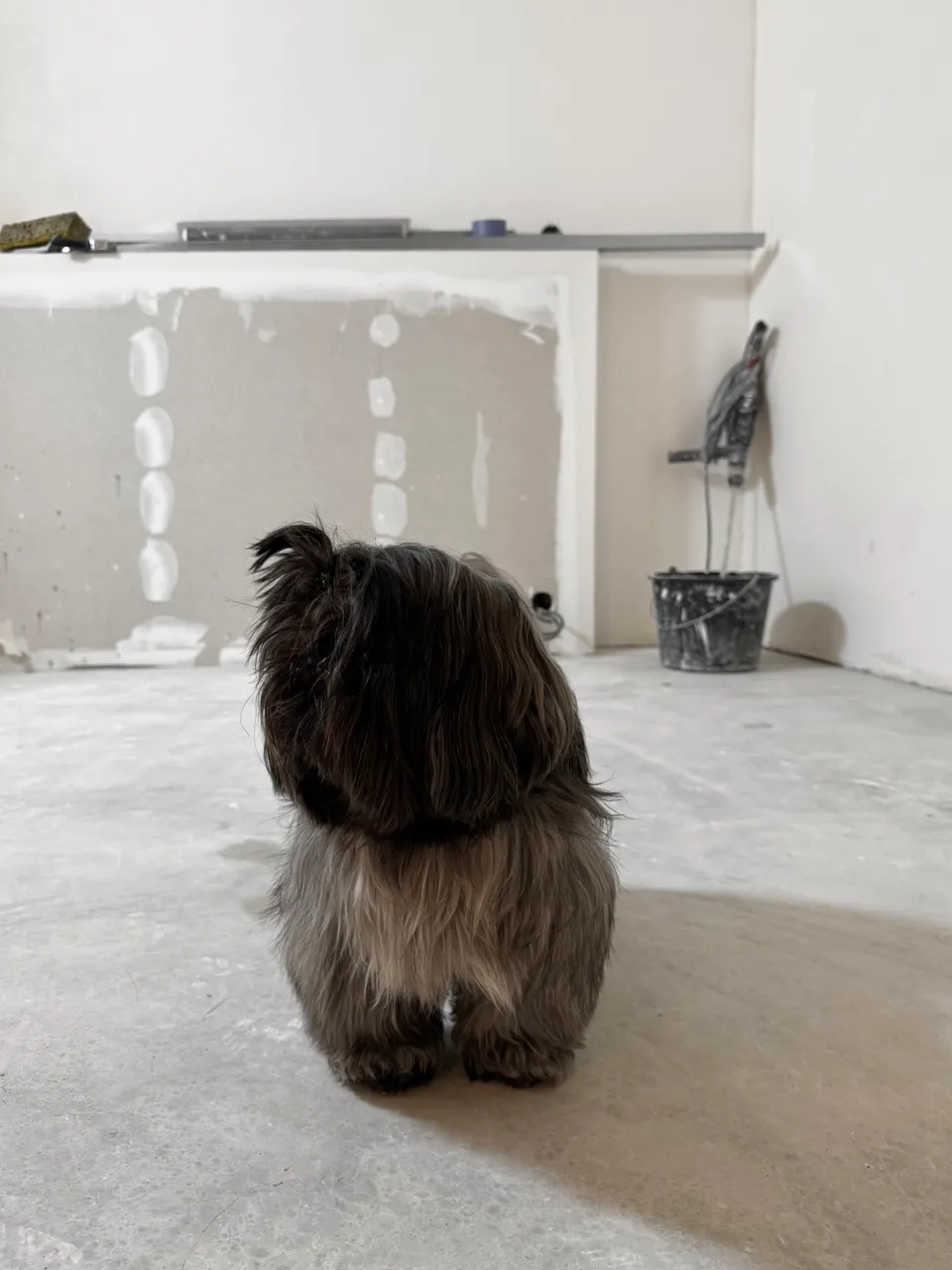 Studio Madame : architecte d’intérieur, Paris et Montmorency
Projet réalisé à Montmorency.
Photographie d’intérieur : petit chien dans des tons de brun et beige, sur un chantier.